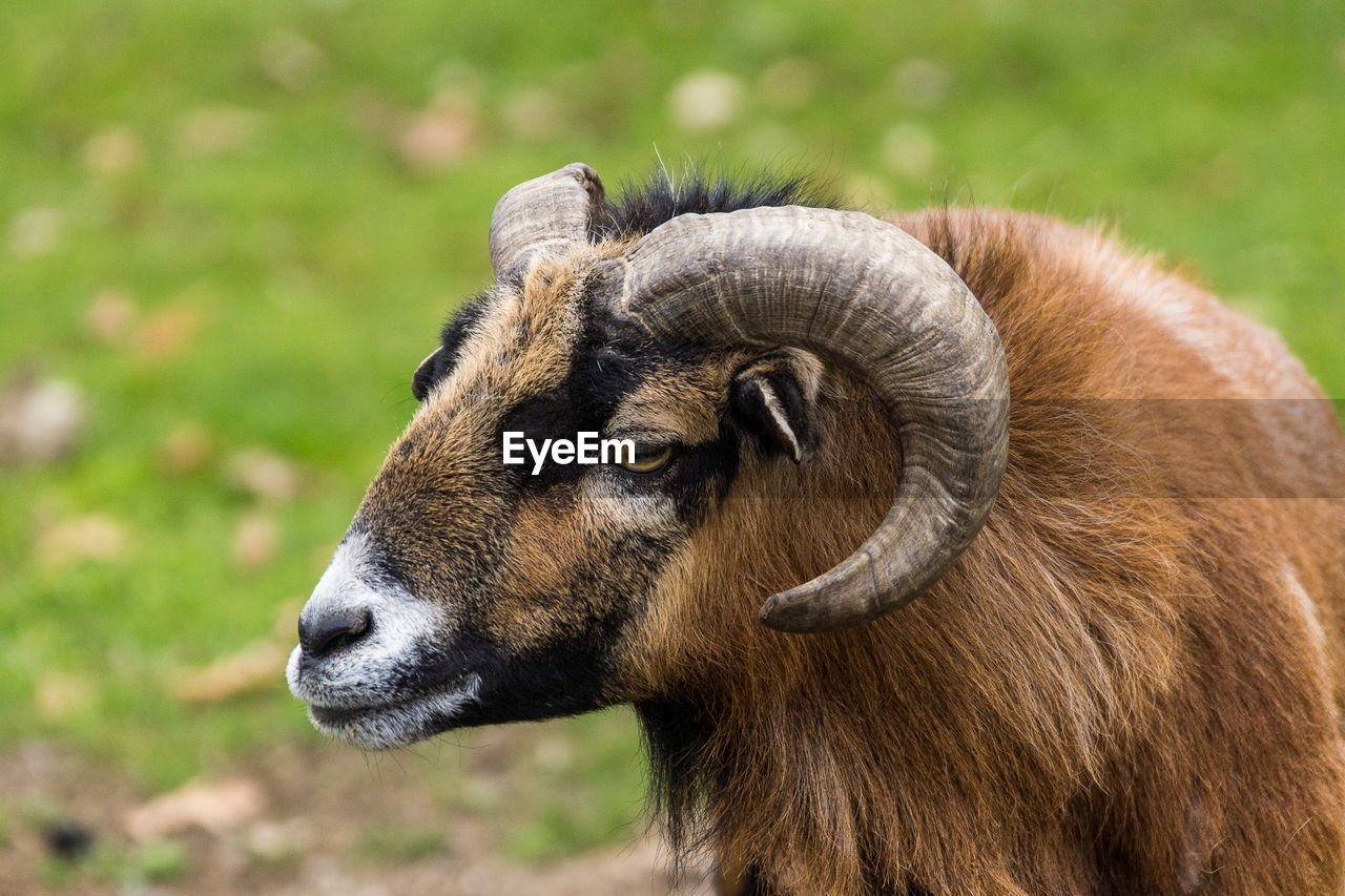 Close-up of a ram on field