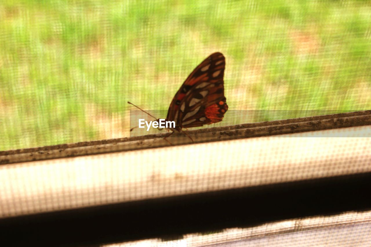 High angle view of butterfly on window