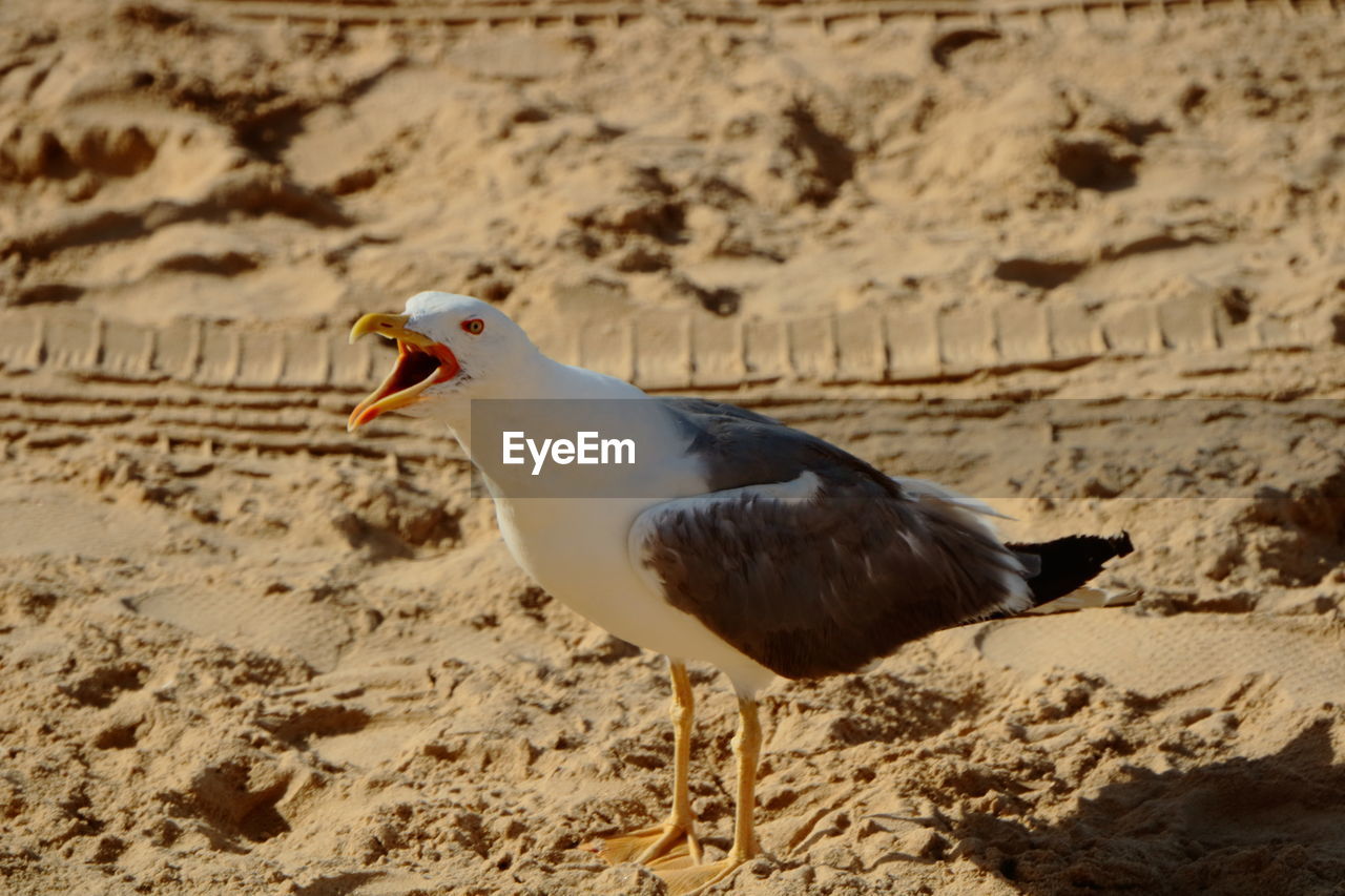 animal themes, bird, animal, wildlife, animal wildlife, one animal, land, beak, nature, sand, beach, no people, side view, day, seabird, sunlight, outdoors, gull, focus on foreground