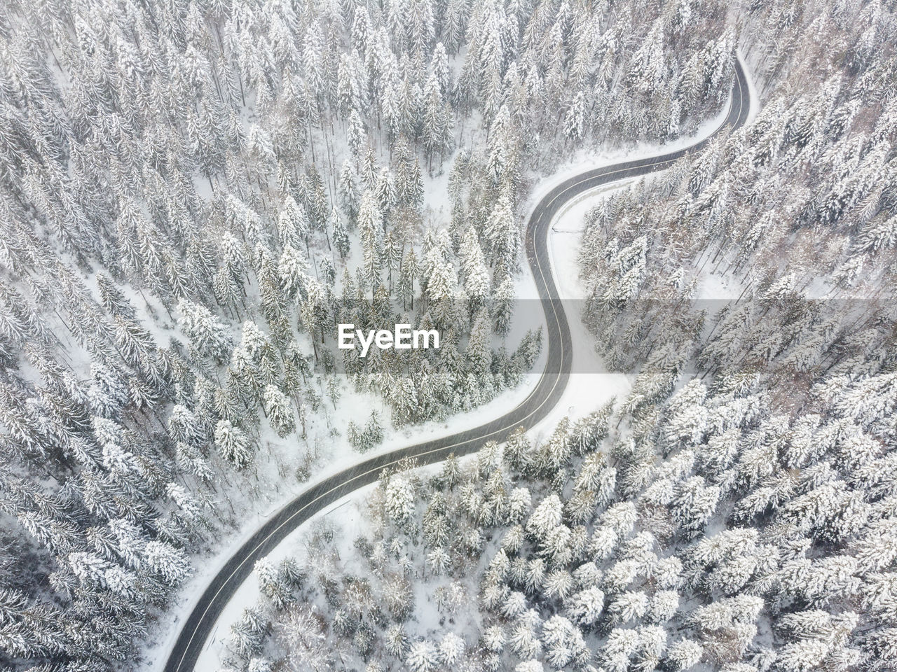 Aerial view of road and snow covered pine trees