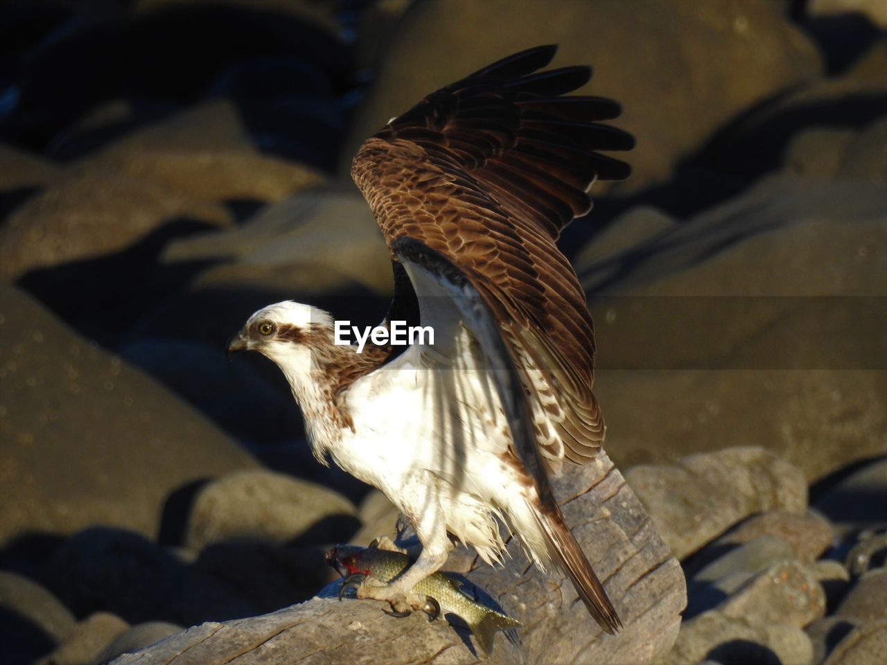 CLOSE-UP OF BIRD FLYING