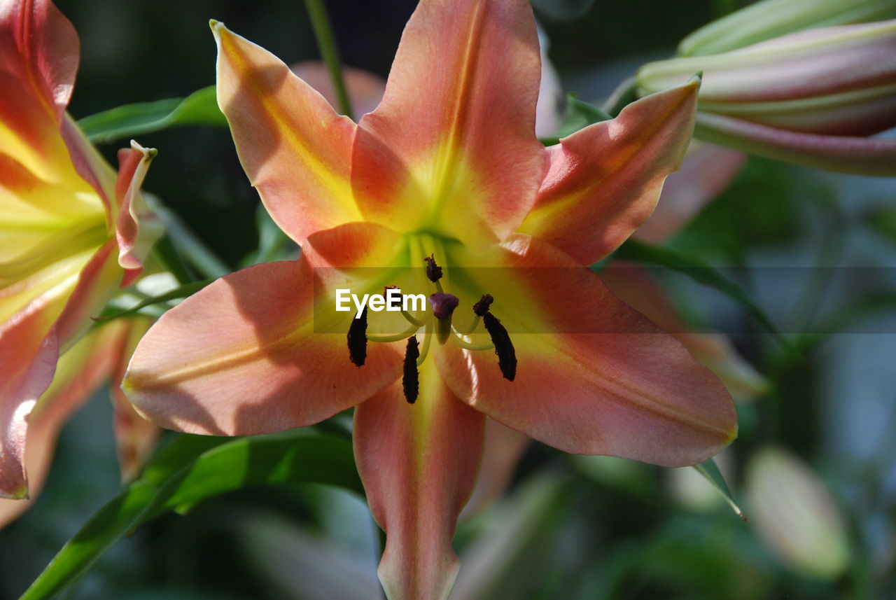 Close-up of red flowering plant