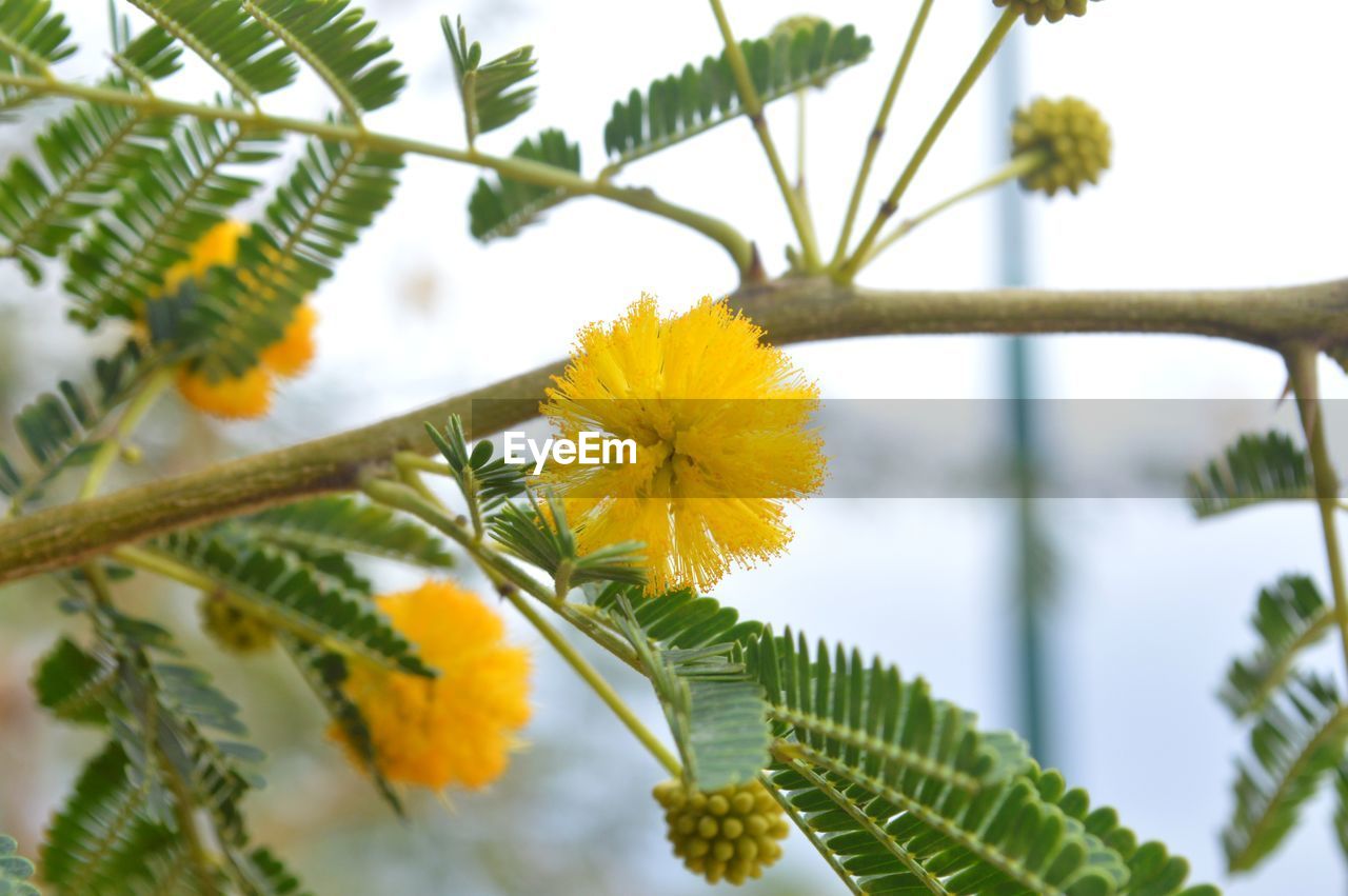 CLOSE-UP OF YELLOW FLOWERING PLANT AGAINST TREES