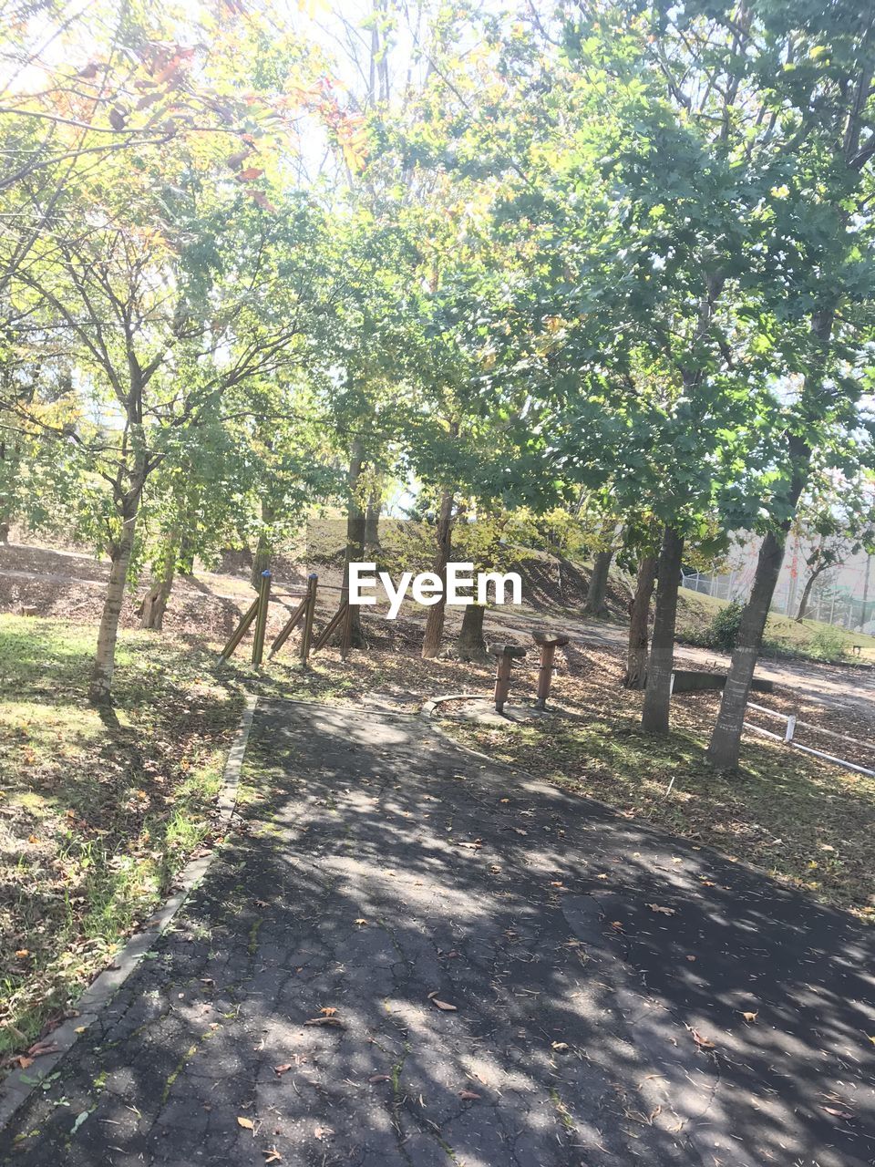 TREES AND PLANTS IN PARK