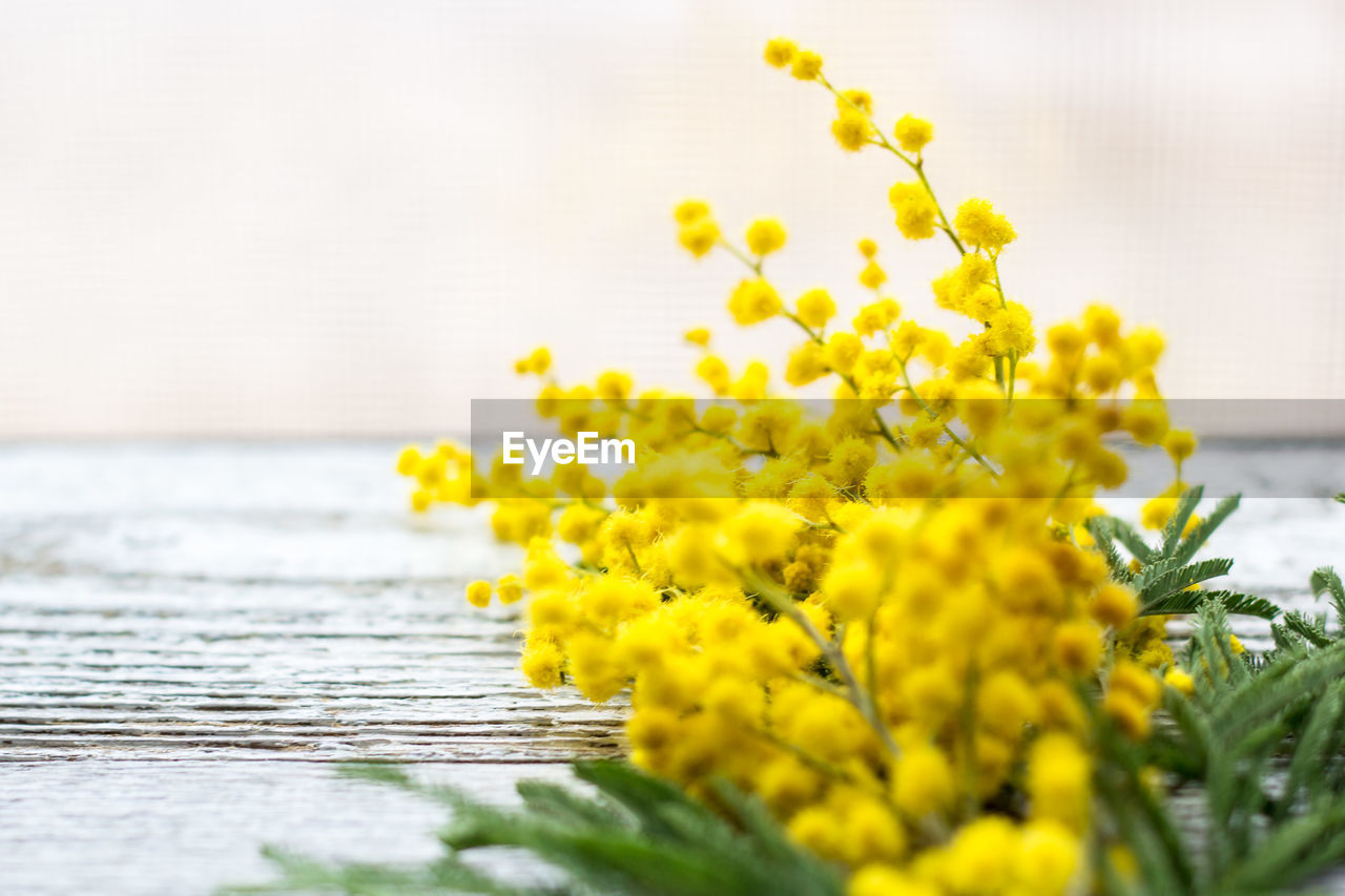 CLOSE-UP OF YELLOW FLOWERING PLANT AGAINST WOODEN WALL