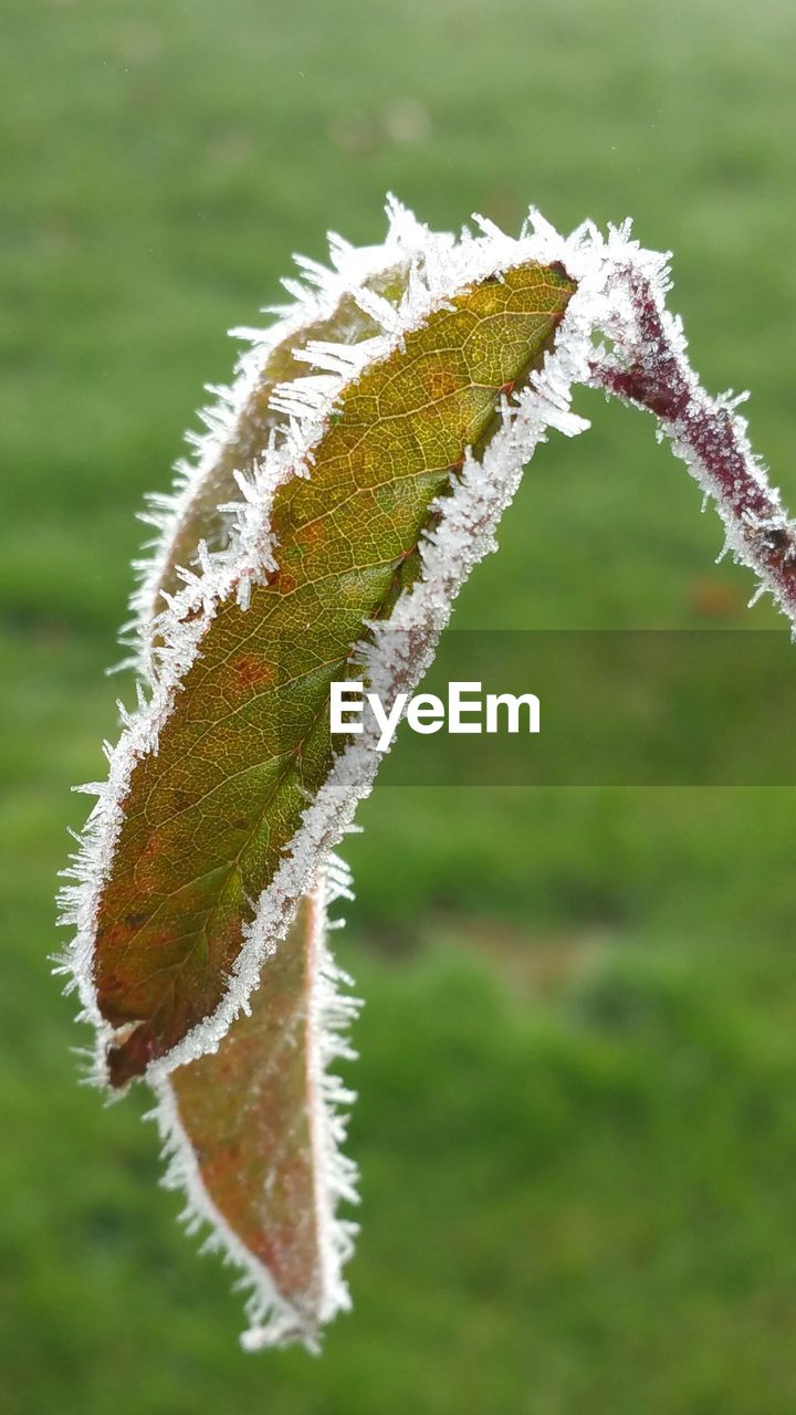 Close-up of frosted leaves