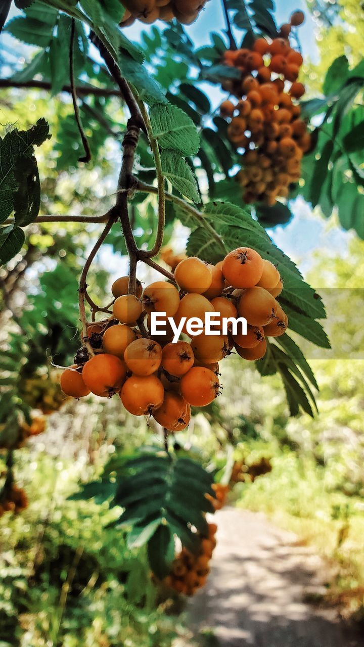 CLOSE-UP OF FRESH ORANGE FRUITS ON TREE