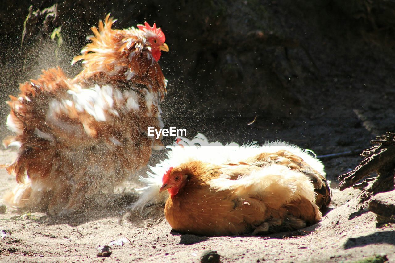 Close-up of hens on ground