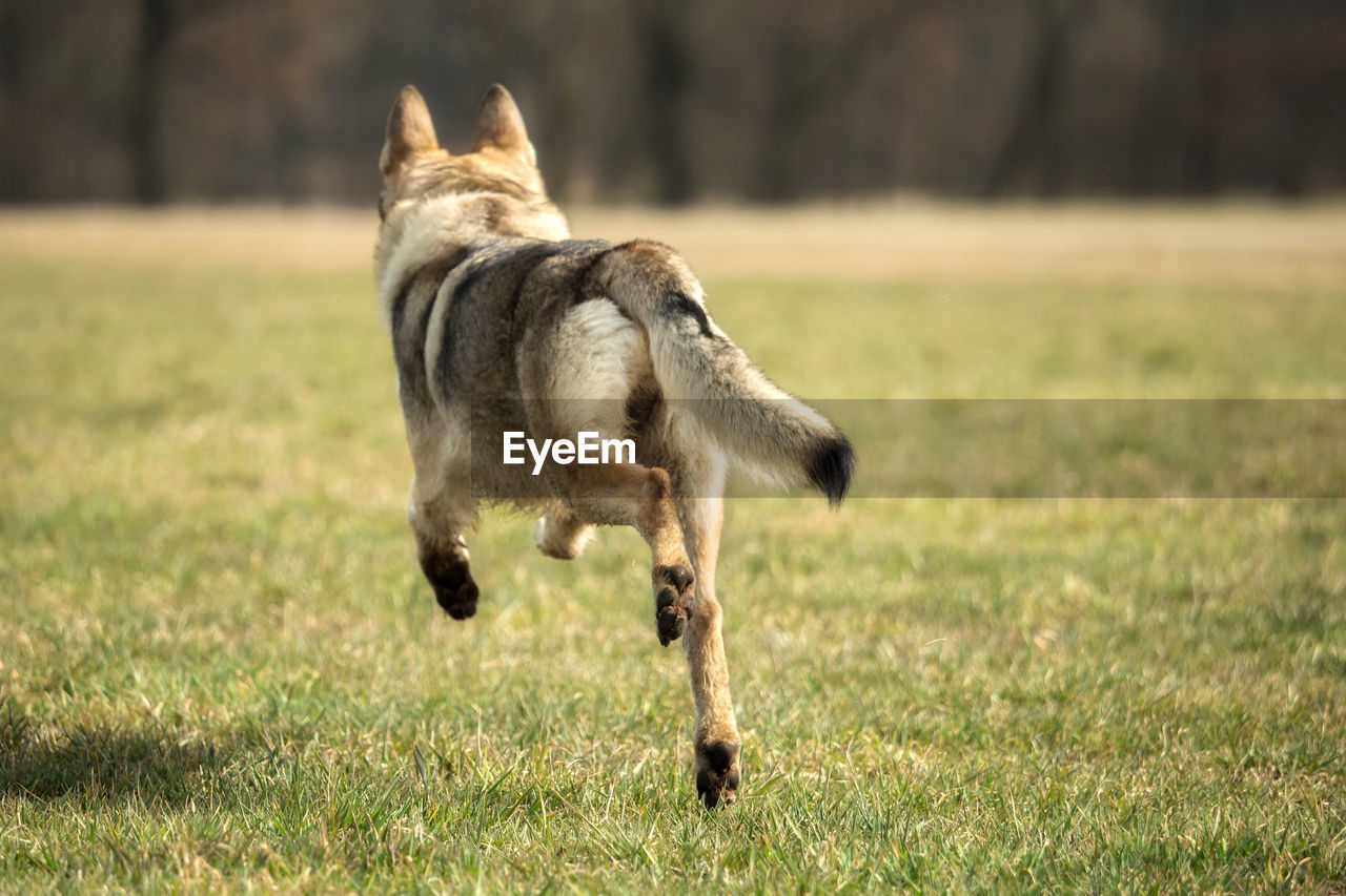 DOG RUNNING ON FIELD