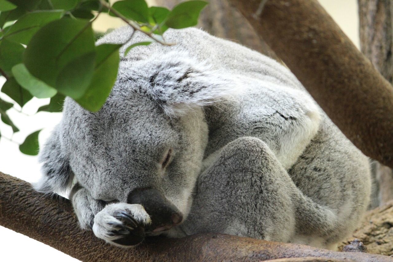 Close-up of an animal sleeping on branch