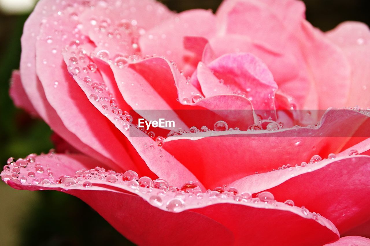 Close-up of raindrops on pink rose