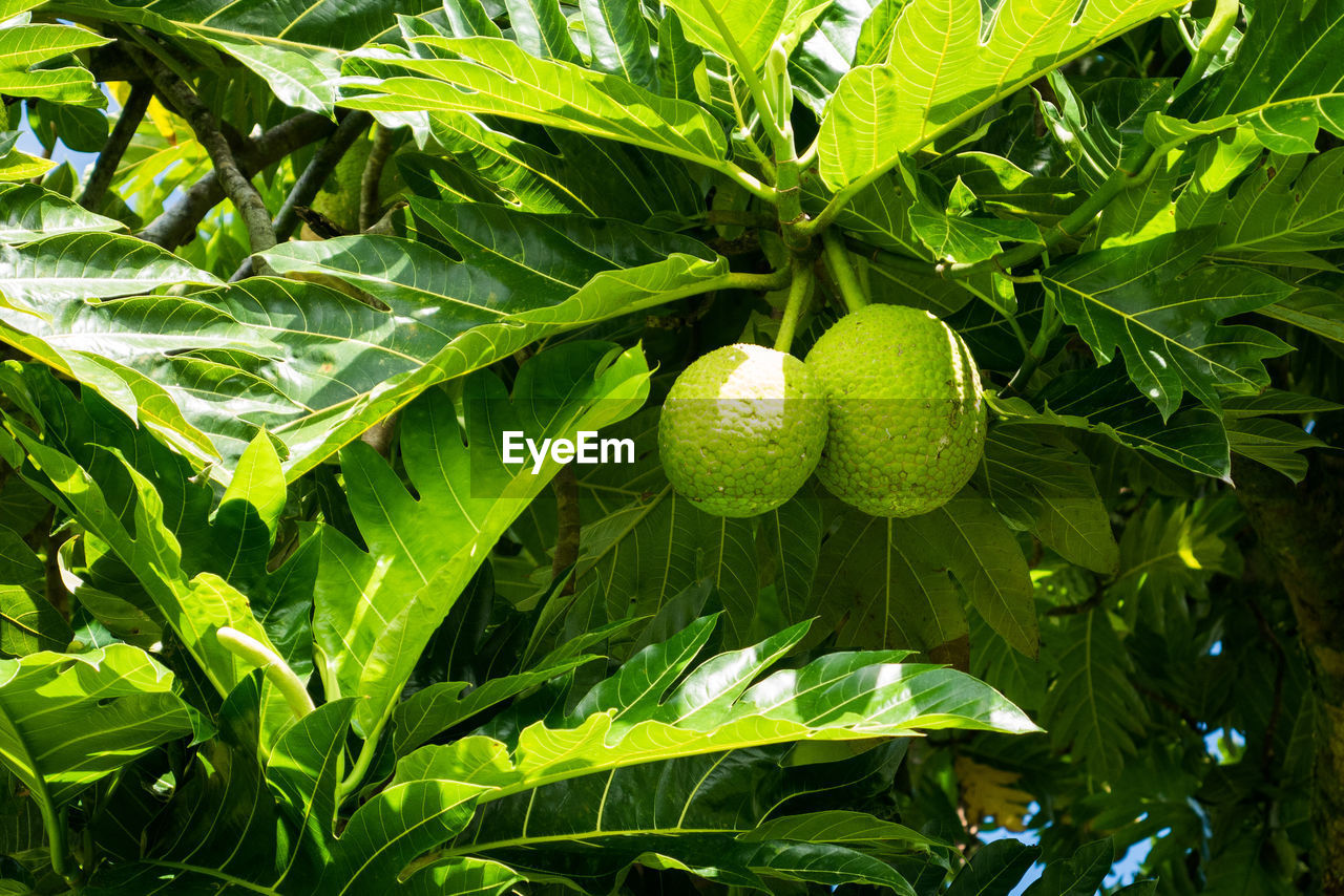 Close-up of green leaves