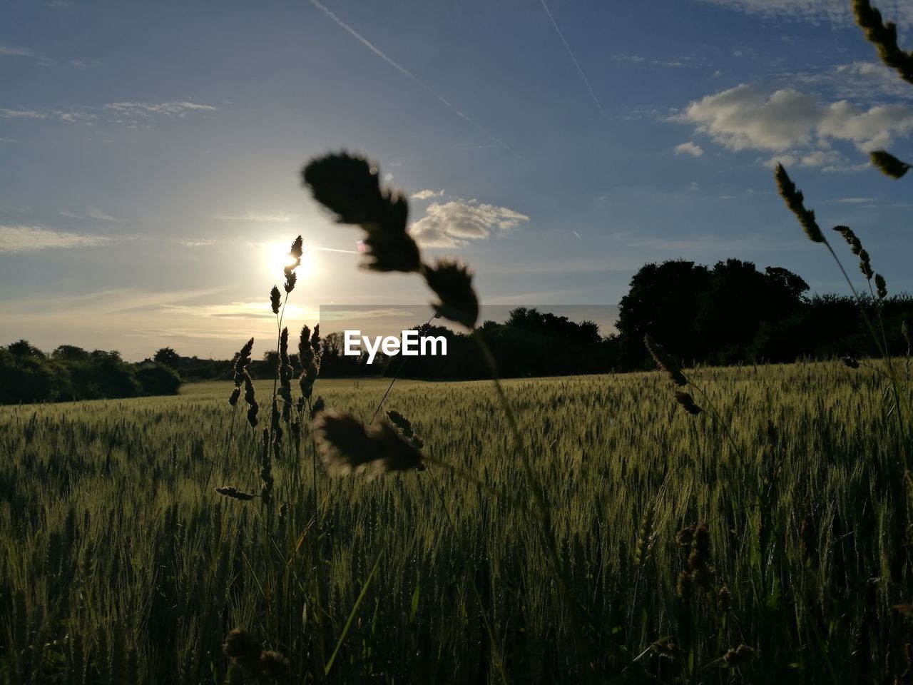 SILHOUETTE OF DOG ON FIELD AGAINST SKY DURING SUNSET