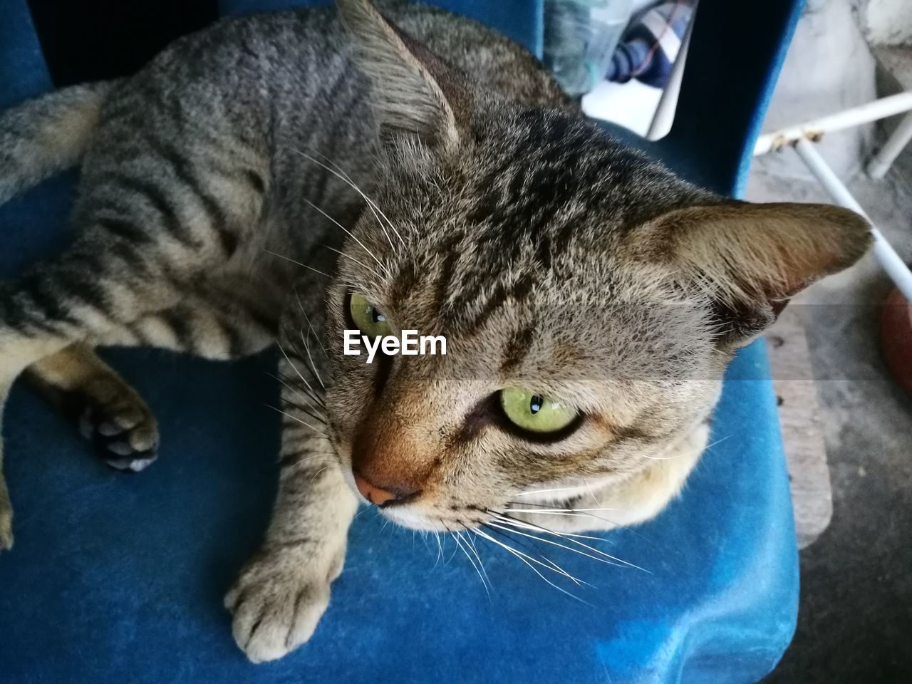 Close-up of cat sitting on chair