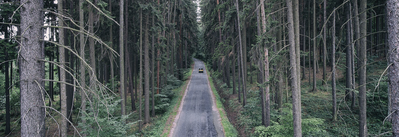 Road amidst bare trees in forest