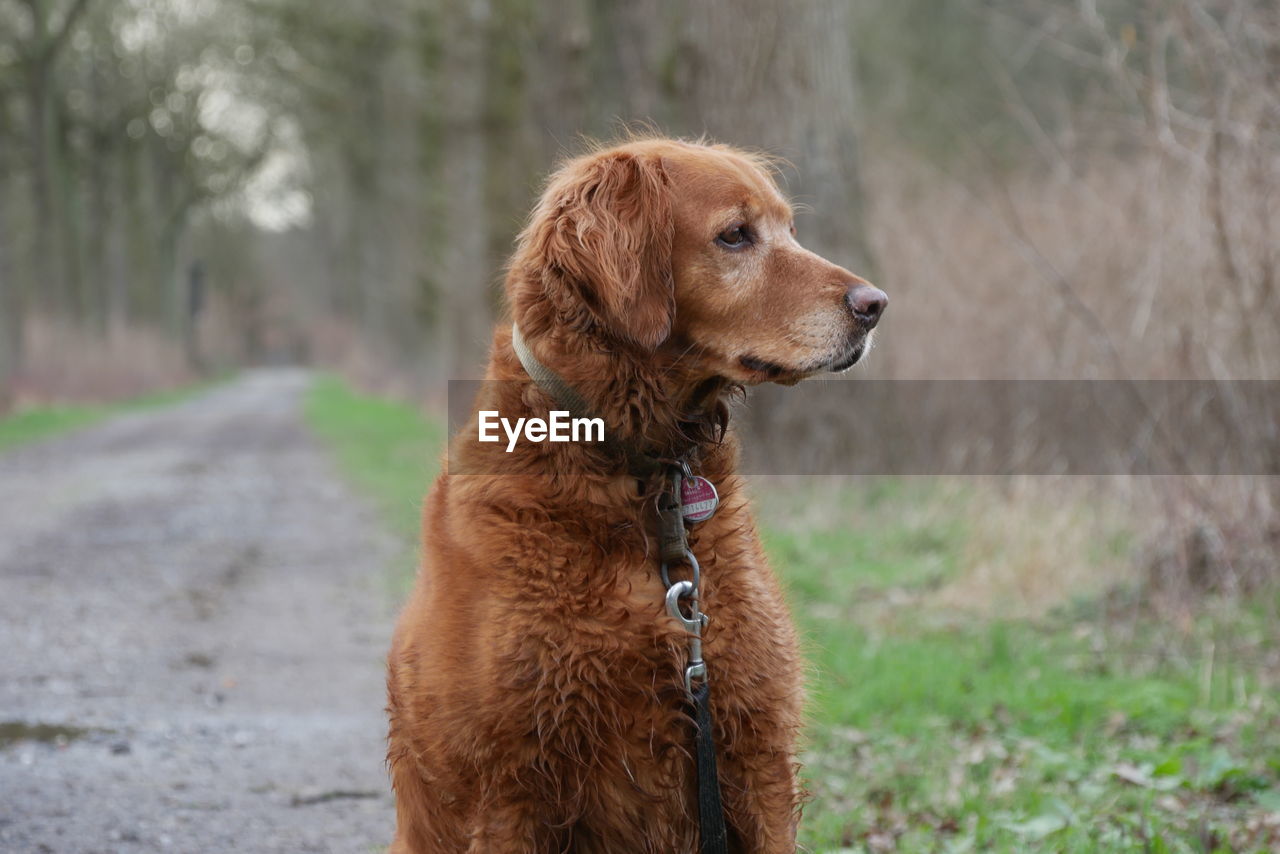 BROWN DOG LOOKING AWAY