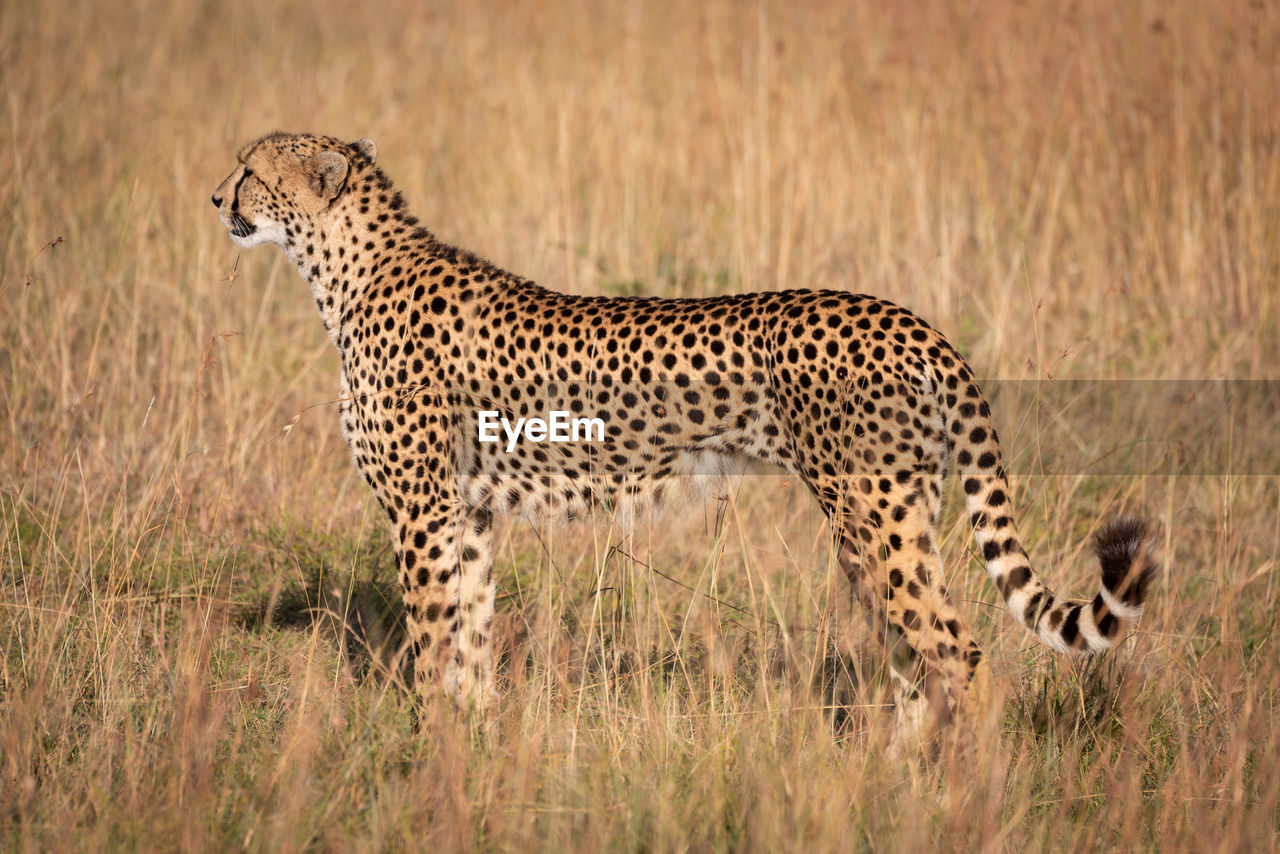 Side view of cheetah on grassy field during sunny day