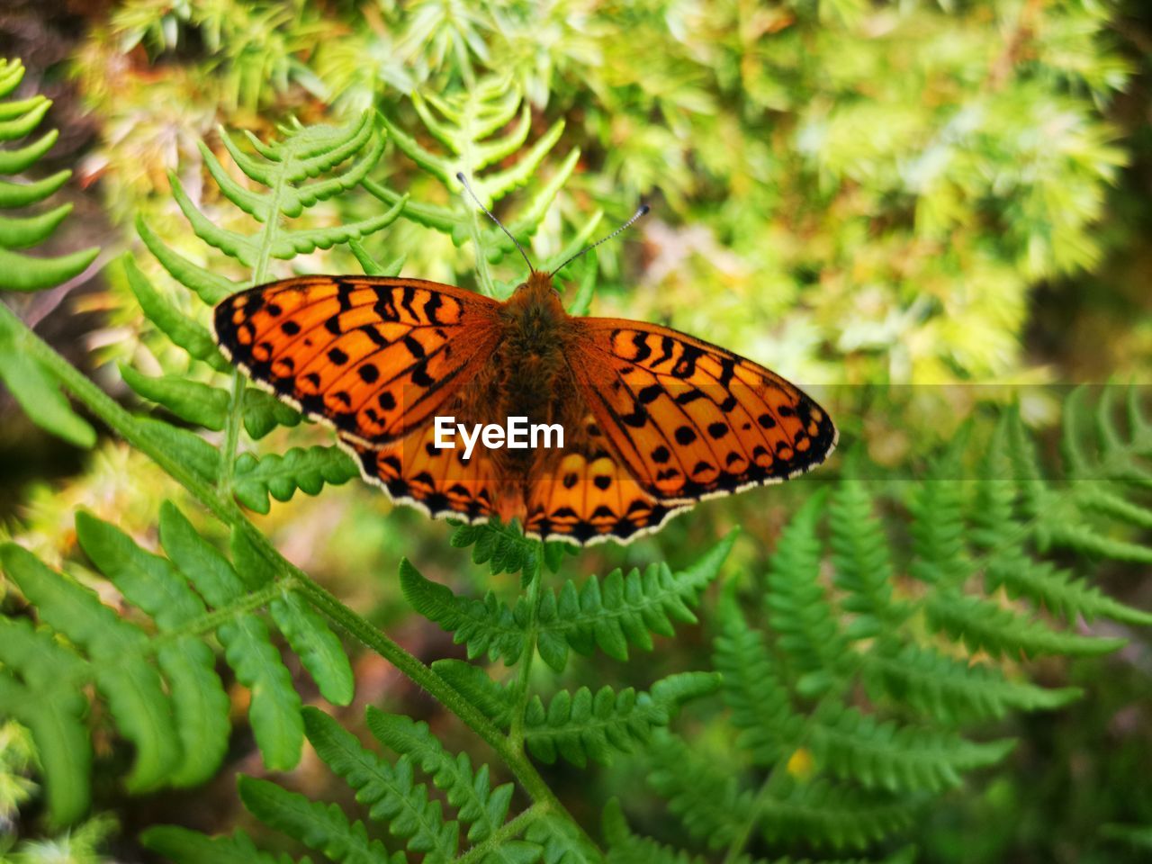 CLOSE-UP OF BUTTERFLY POLLINATING ON LEAF