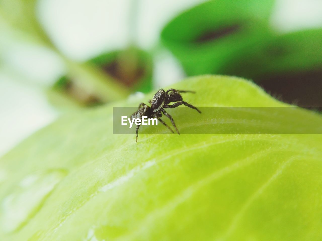 CLOSE-UP OF ANT ON GREEN LEAF