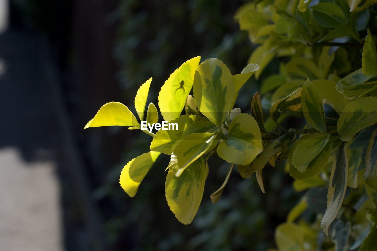 Close-up of yellow flowering plant leaves