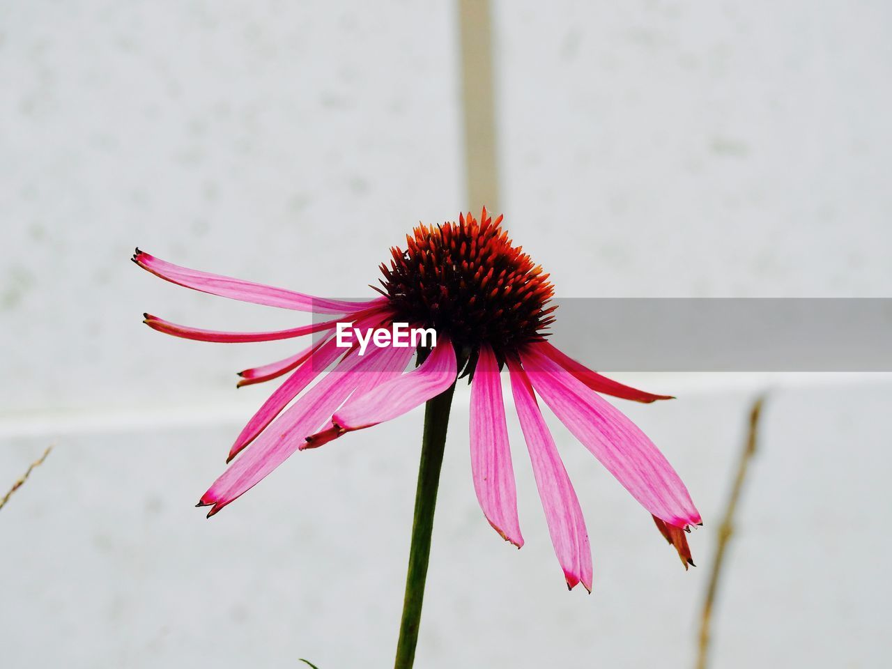 CLOSE-UP OF CONEFLOWER BLOOMING