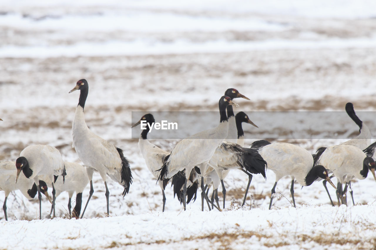 Black-necked cranes on frozen lakeshore