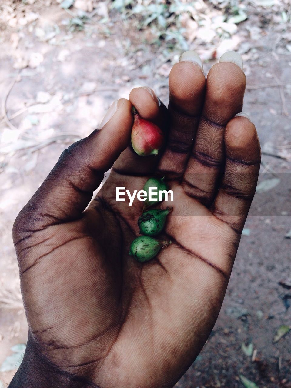 Cropped hand holding food on field