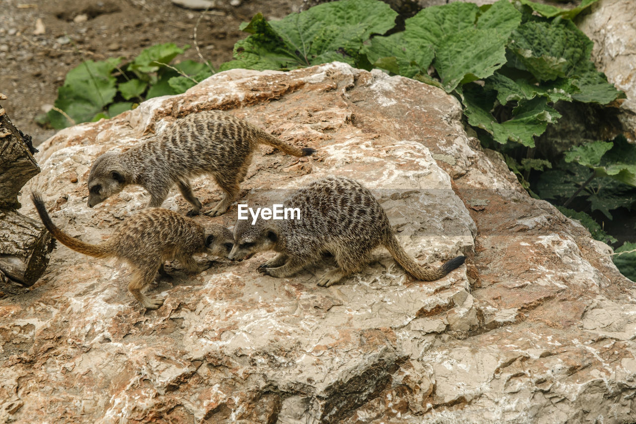 Suricate or meerkat suricata suricatta