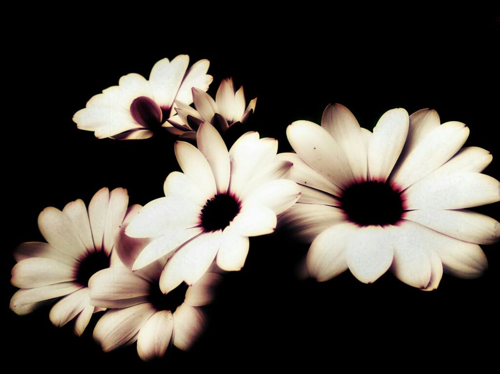 CLOSE-UP OF FLOWERS OVER BLACK BACKGROUND