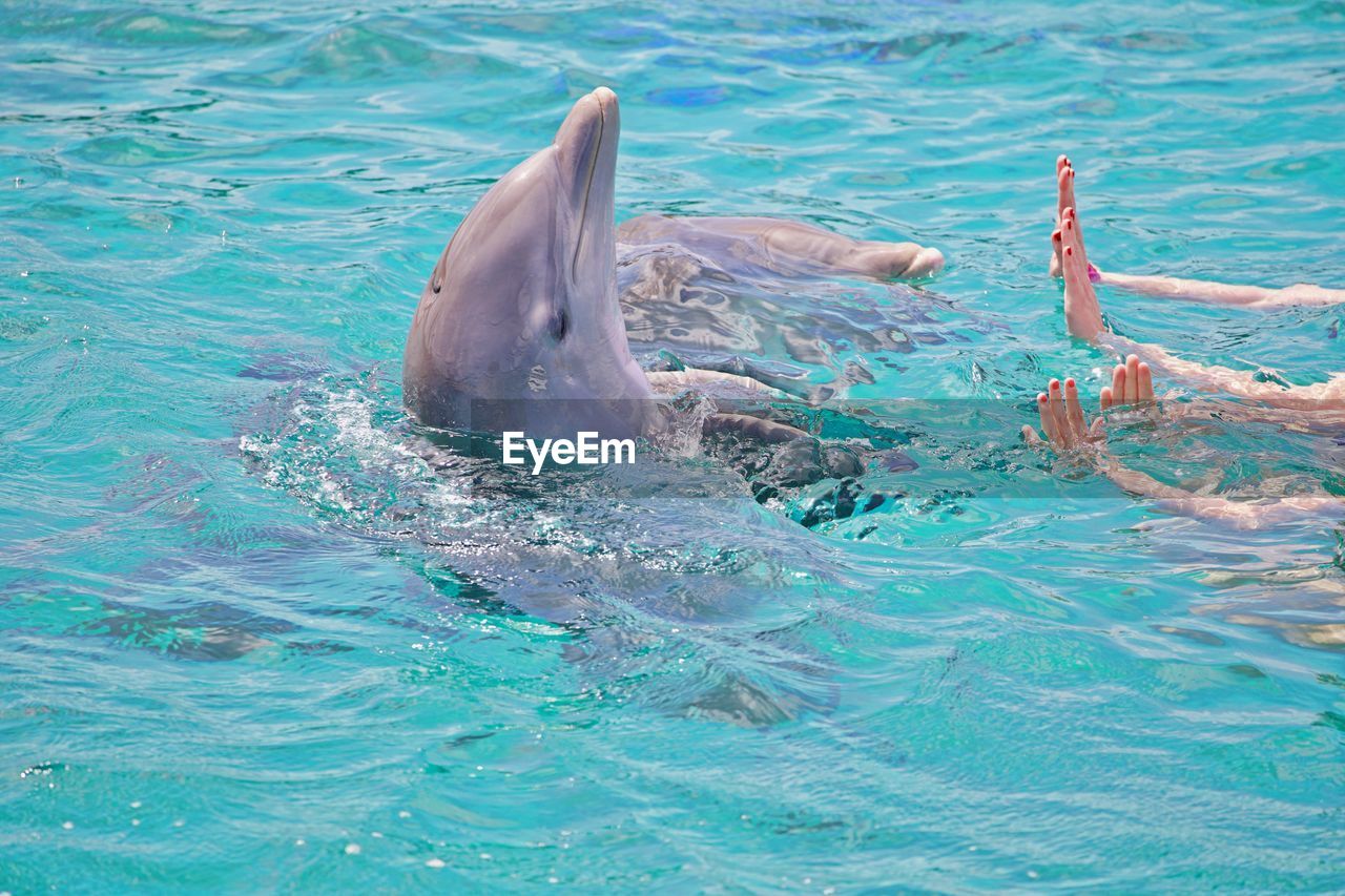 View of dolphin swimming in sea