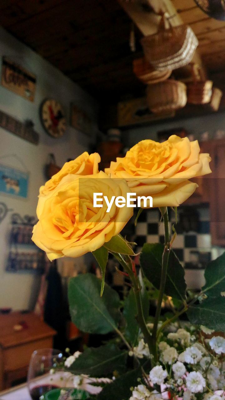 CLOSE-UP OF YELLOW ROSE