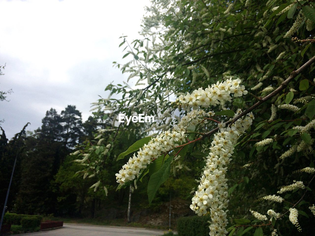 WHITE FLOWERS GROWING ON TREE AGAINST SKY