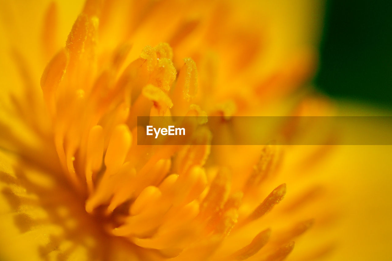 flower, flowering plant, freshness, yellow, plant, beauty in nature, petal, close-up, fragility, flower head, inflorescence, macro photography, nature, growth, extreme close-up, calendula, selective focus, macro, no people, plant stem, blossom, backgrounds, springtime, vibrant color, botany, orange color, outdoors, pollen, softness