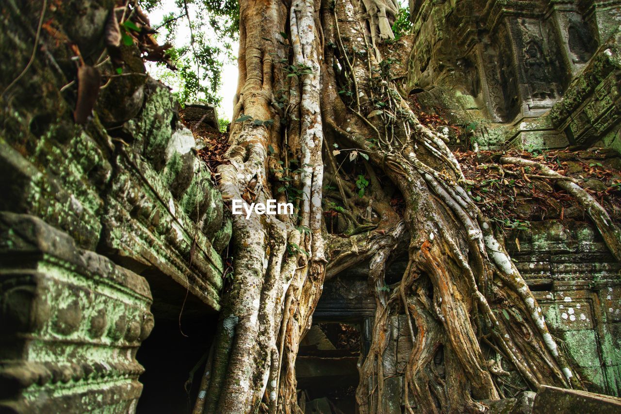 Roots of a tree in cambodia, tomb raider location