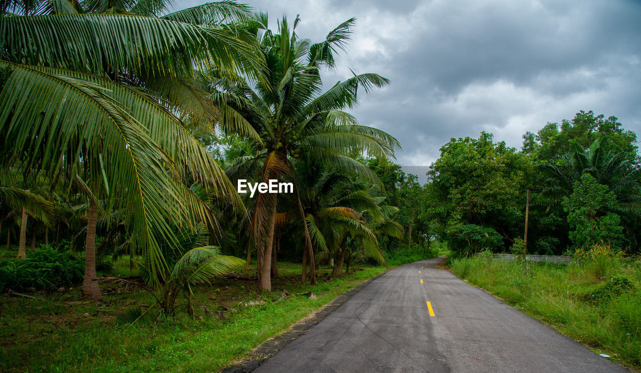 tree, plant, tropical climate, palm tree, cloud, road, nature, sky, jungle, environment, transportation, tropics, beauty in nature, green, land, the way forward, landscape, forest, no people, vegetation, coconut palm tree, rural area, outdoors, travel, scenics - nature, travel destinations, tranquility, rainforest, growth, diminishing perspective, tropical tree, day, natural environment, non-urban scene, plantation, island