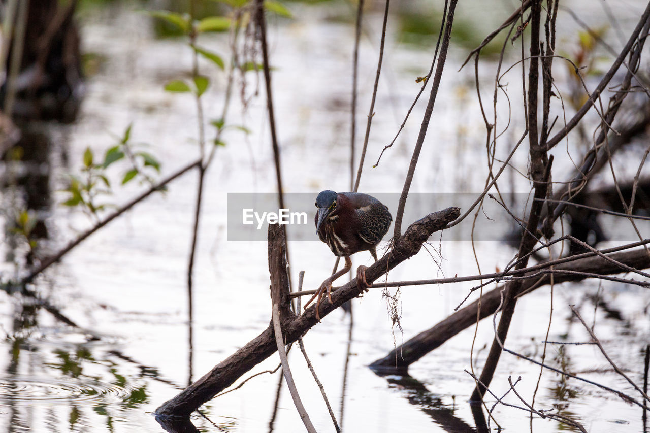 BIRD PERCHING ON BRANCH BY LAKE