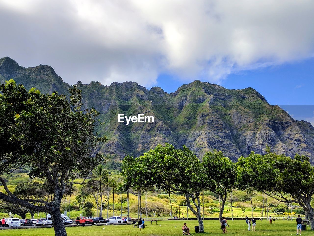 Trees on field against mountain