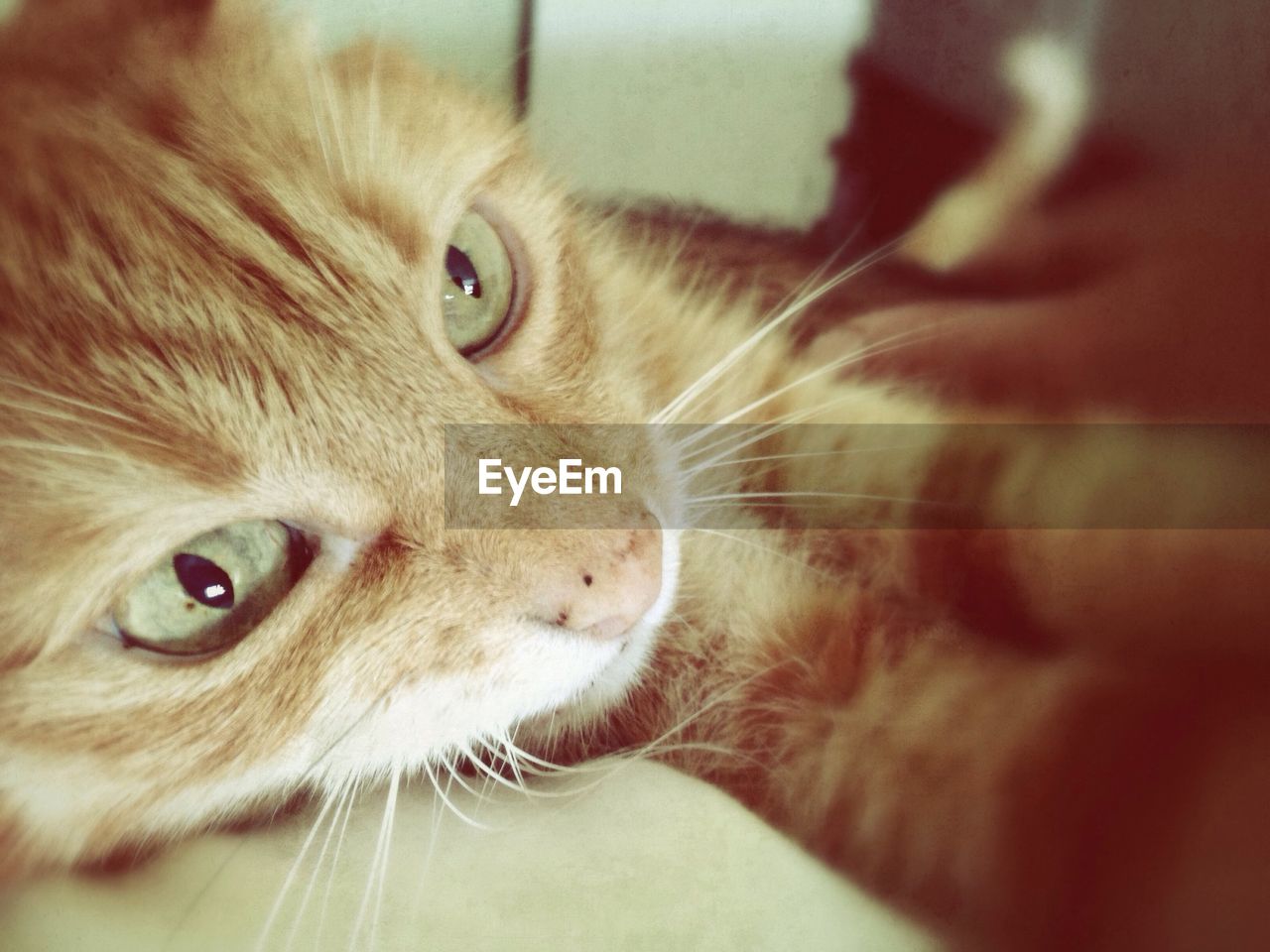 Close-up portrait of cat relaxing at home