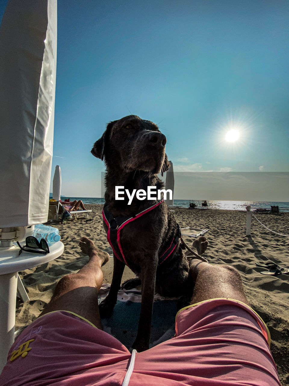 Low section of human with dog sitting on beach