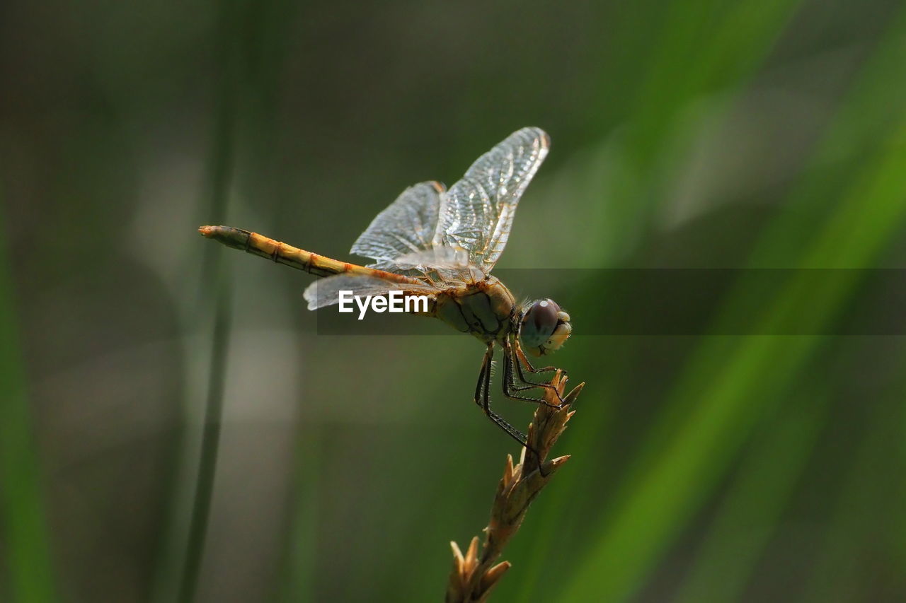 CLOSE-UP OF BUTTERFLY FLYING IN A PLANT