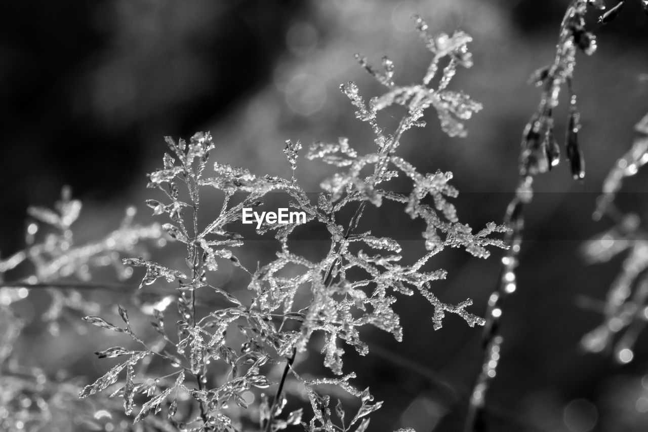 CLOSE-UP OF FROZEN LEAVES ON BRANCH