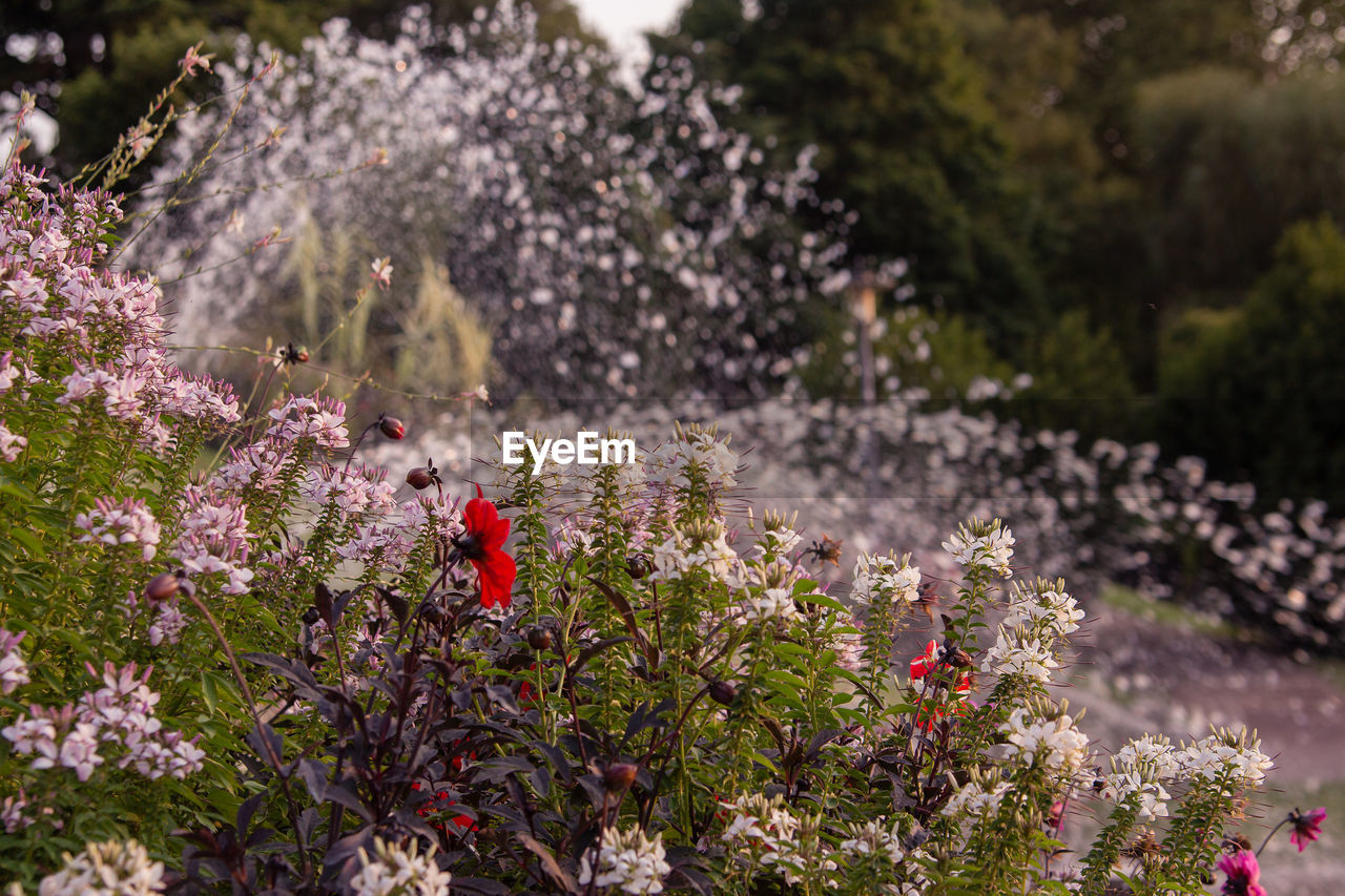 Close-up of flowering plants in garden