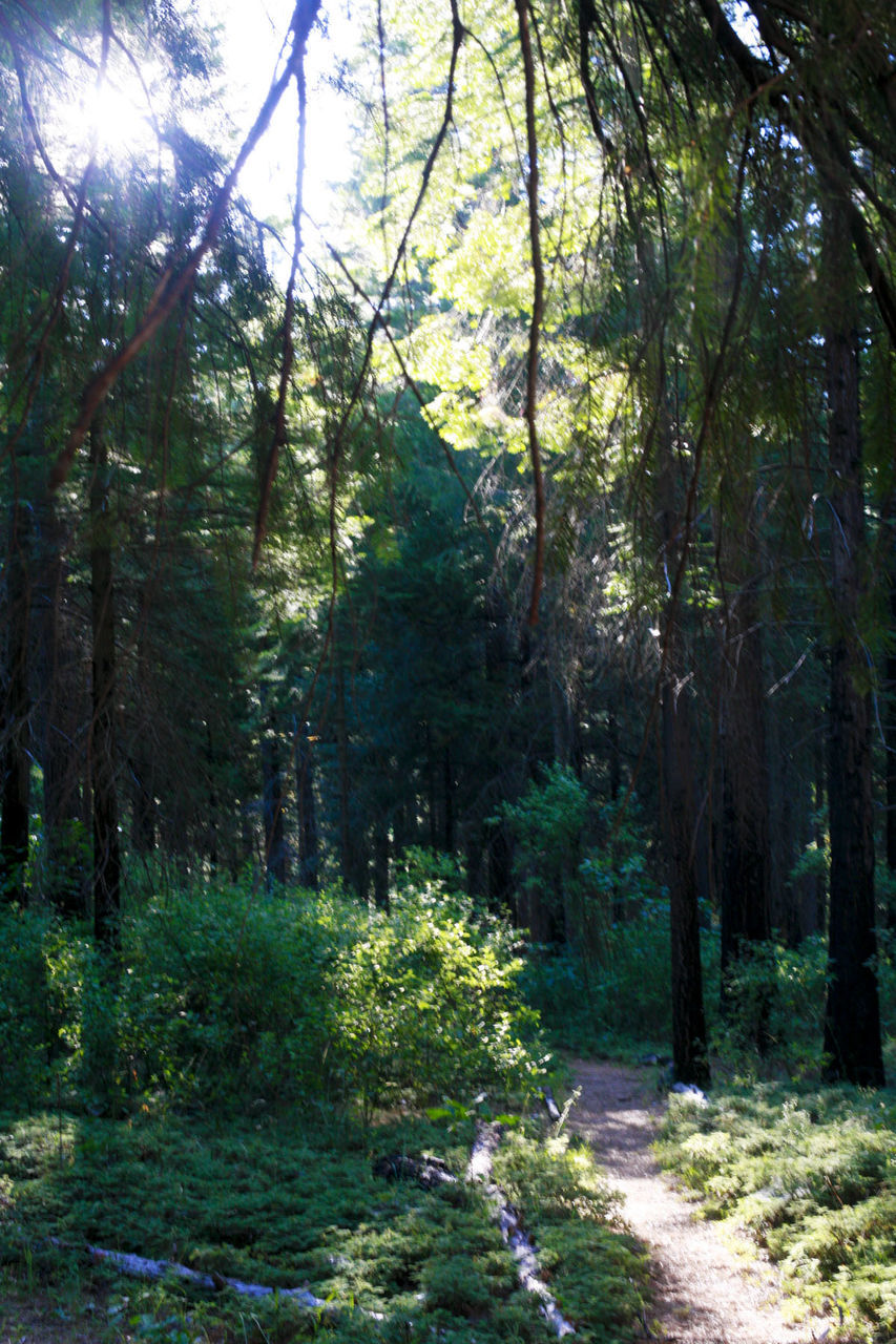 VIEW OF FOREST