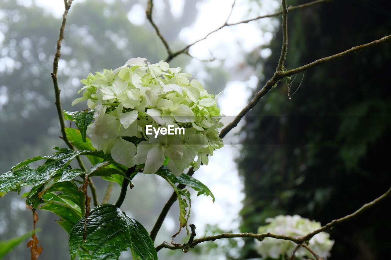 CLOSE-UP OF WHITE FLOWERING PLANT AGAINST TREE