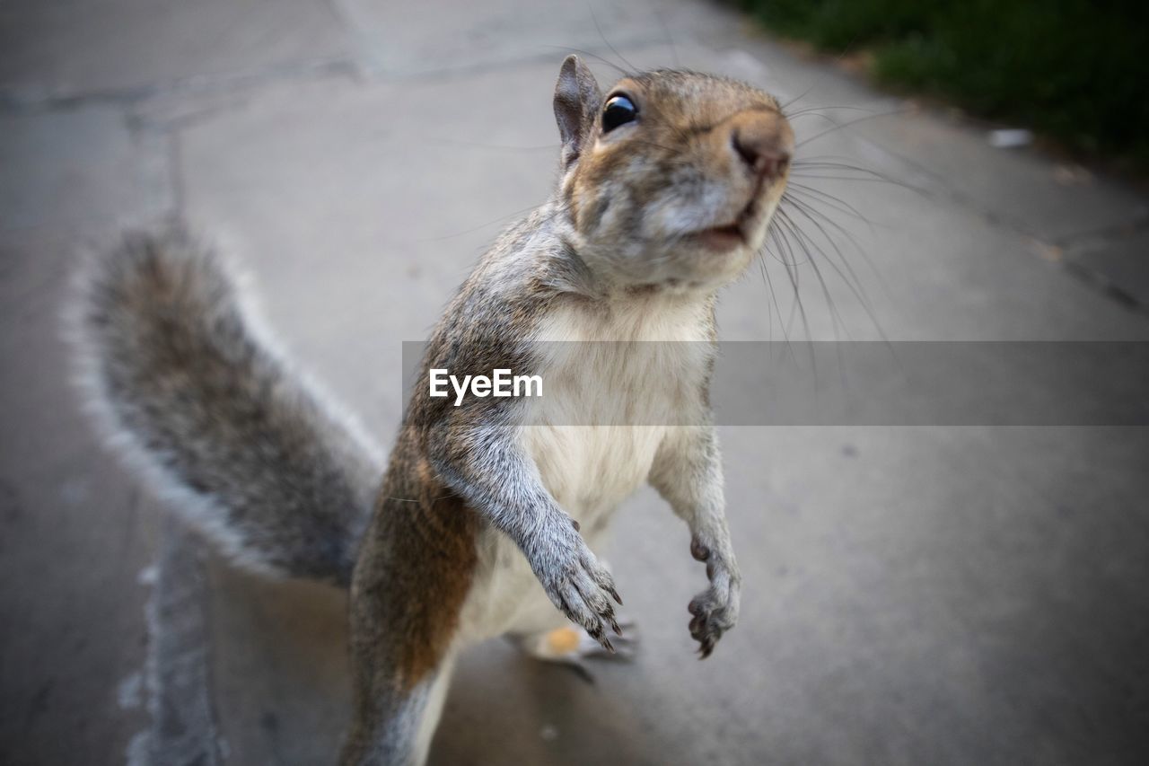 CLOSE-UP OF SQUIRREL ON A WALL