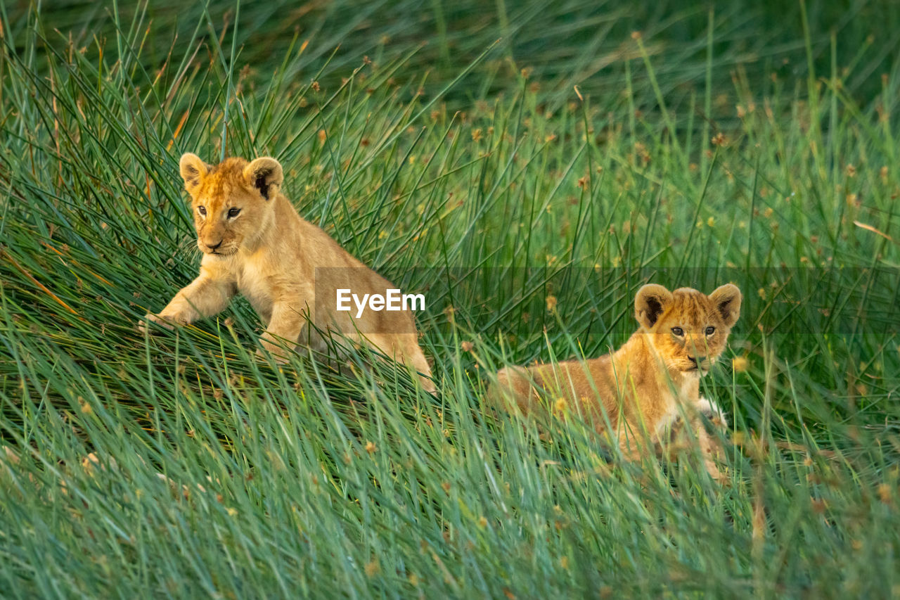 Two lion cubs lie in long grass