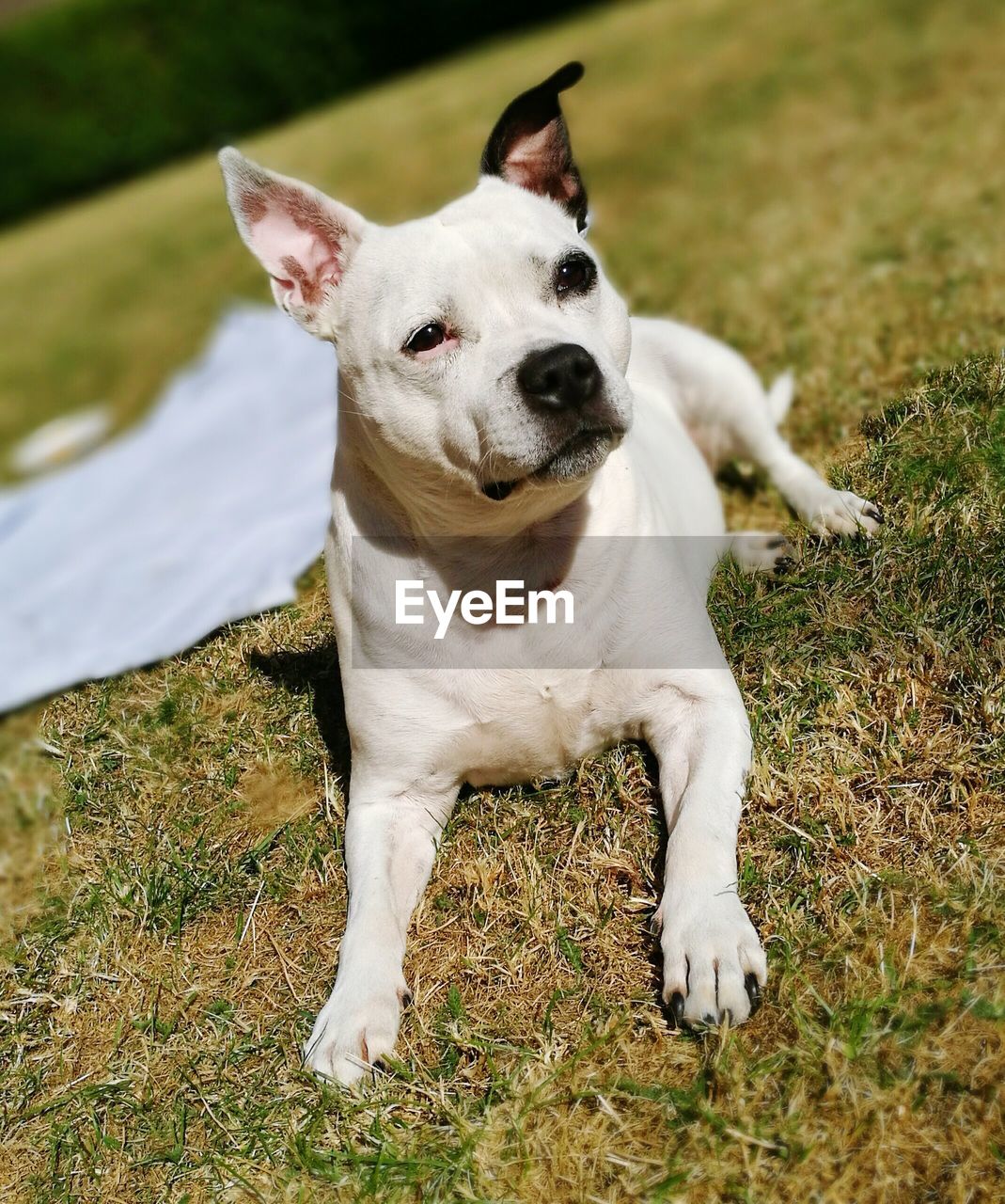 Dog relaxing on grassy field