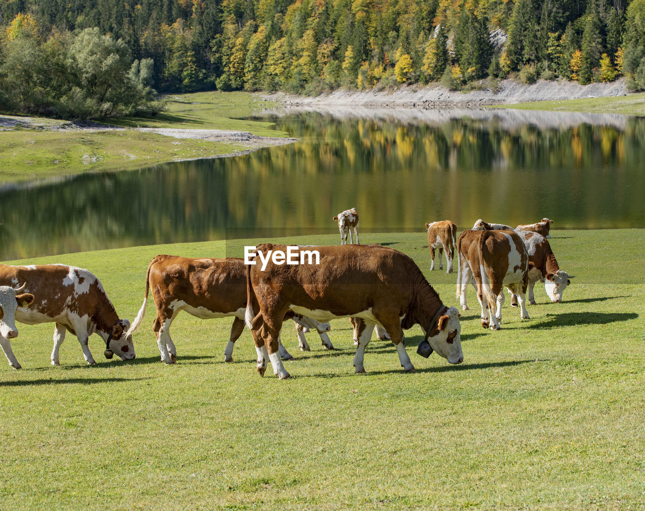 HERD OF COWS IN THE FIELD