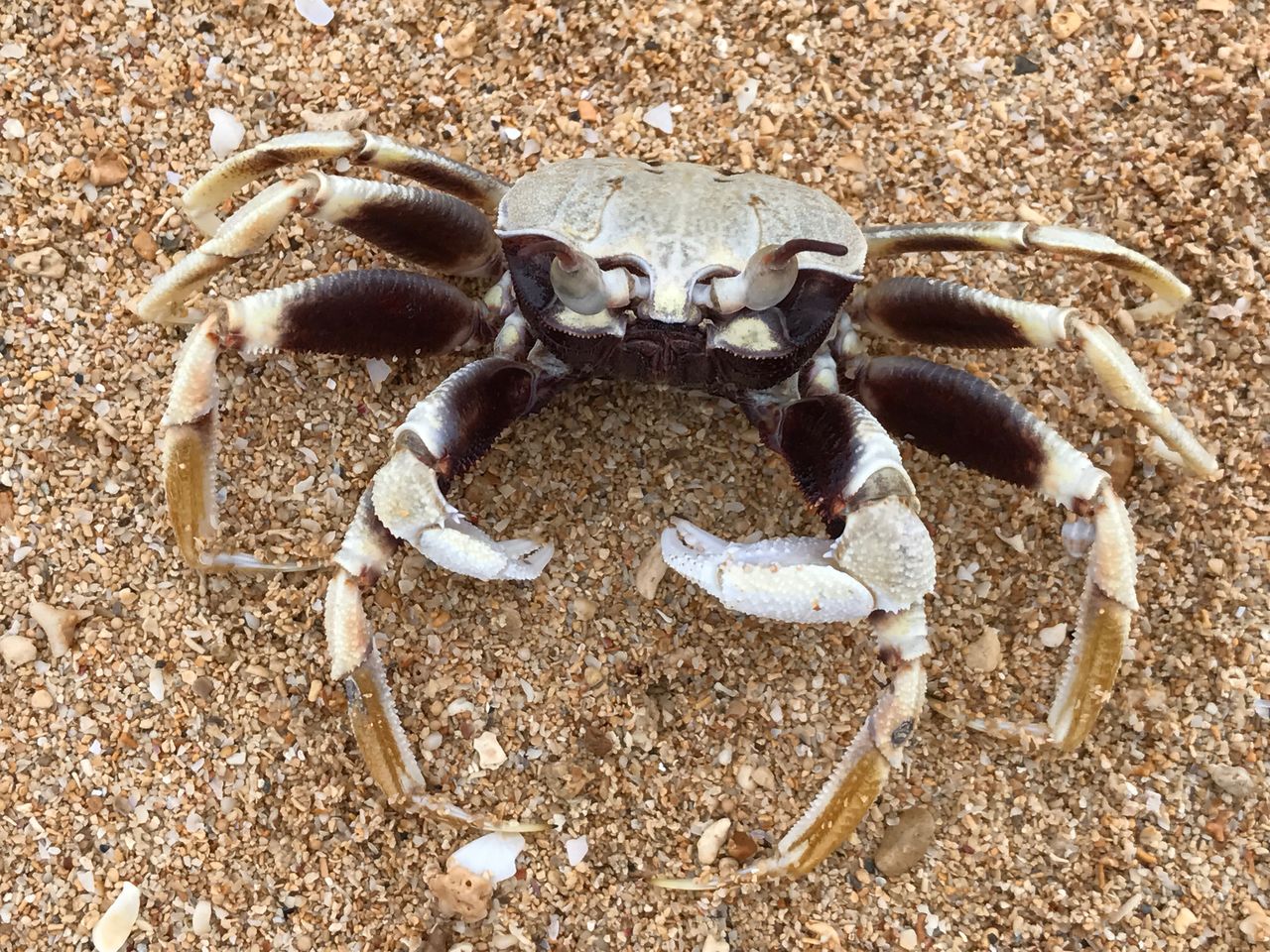 High angle view of crab on sand at beach