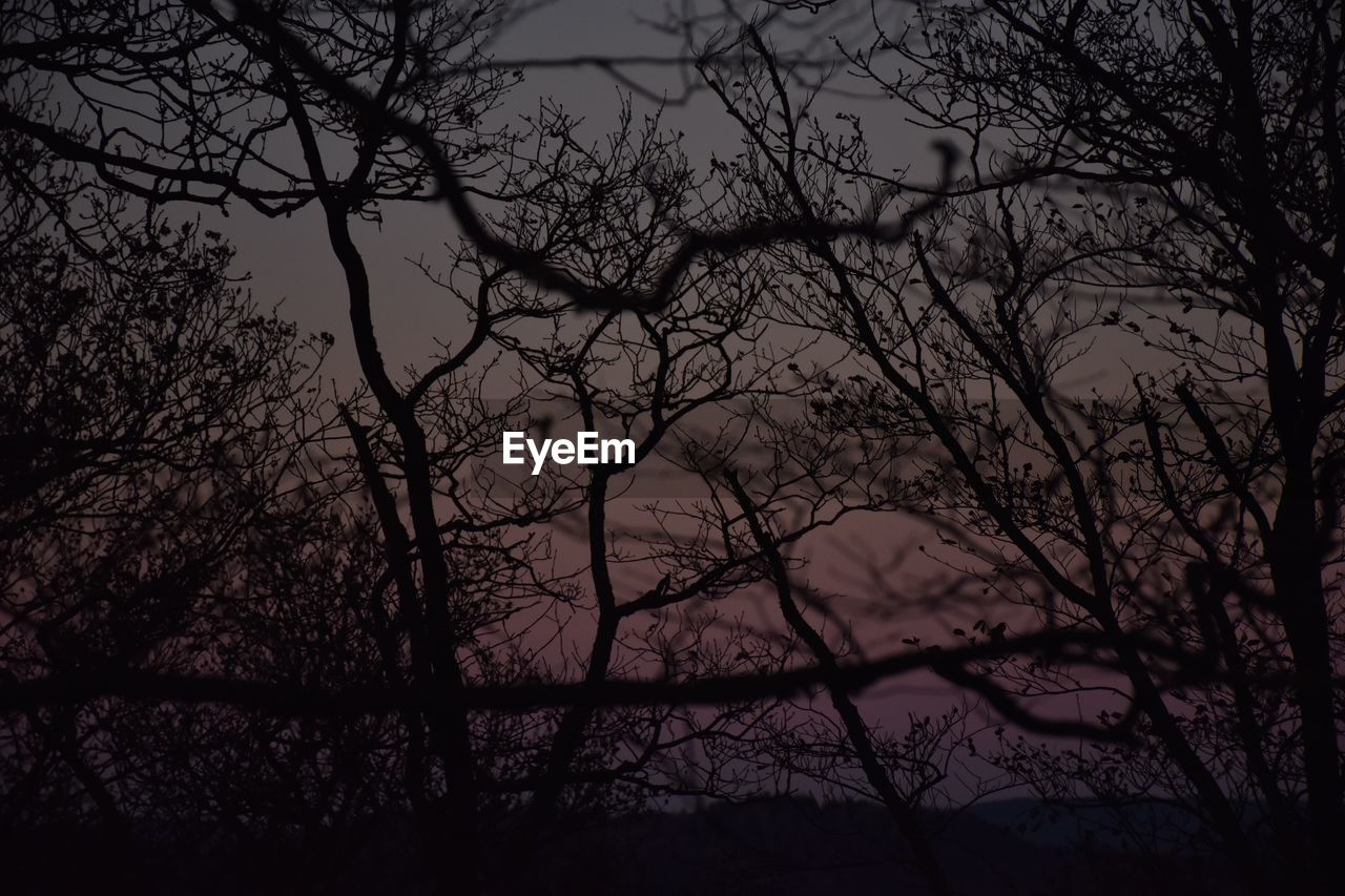 Low angle view of silhouette bare tree against sky